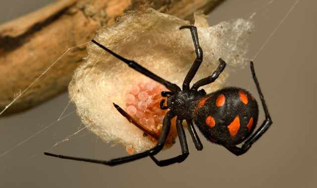 Alla scoperta della malmignatta, la piccola "vedova nera" che abita i muretti a secco